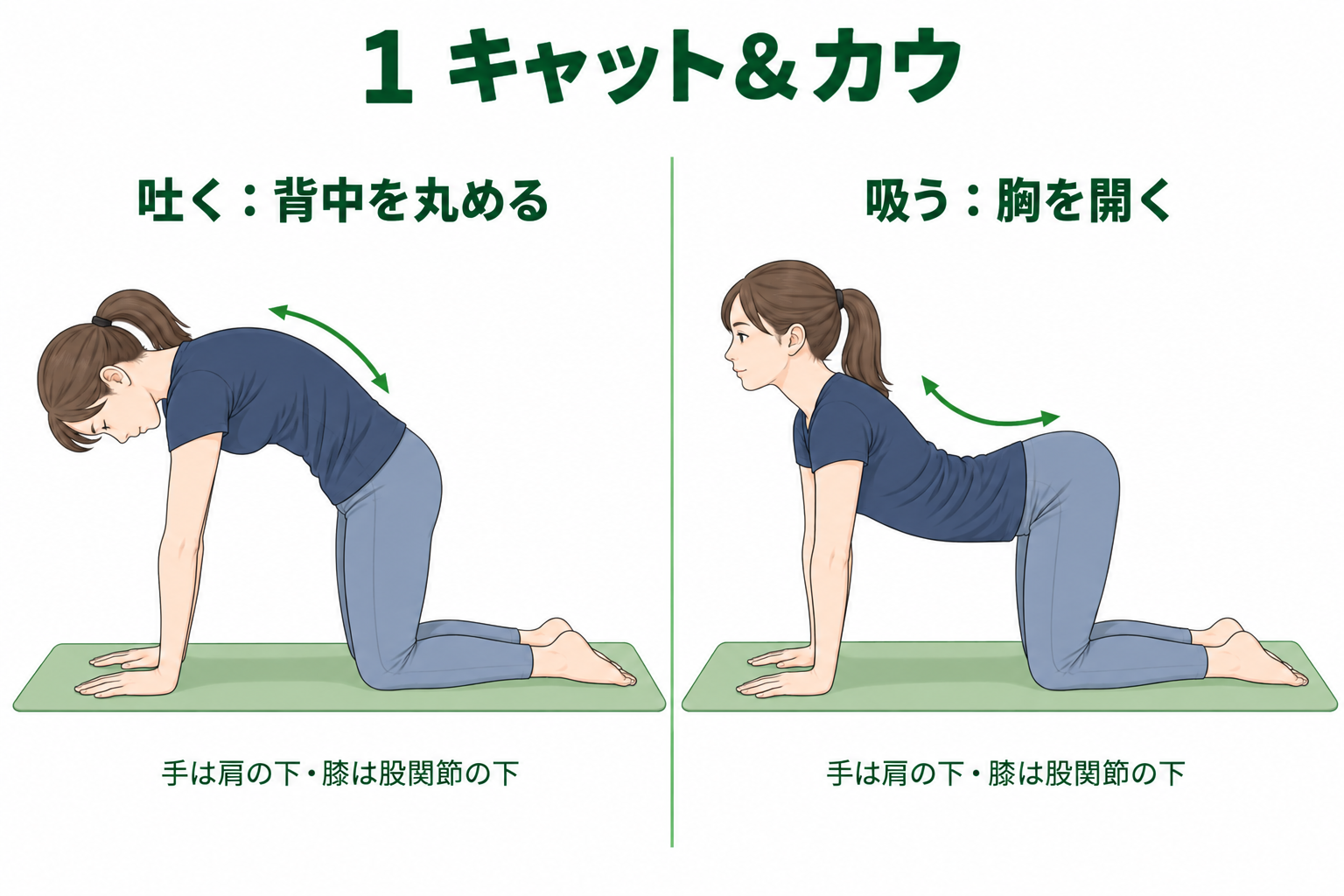 四つん這いで、吐く息に合わせて背中を丸め、吸う息に合わせて胸を開くキャット&カウのイラスト