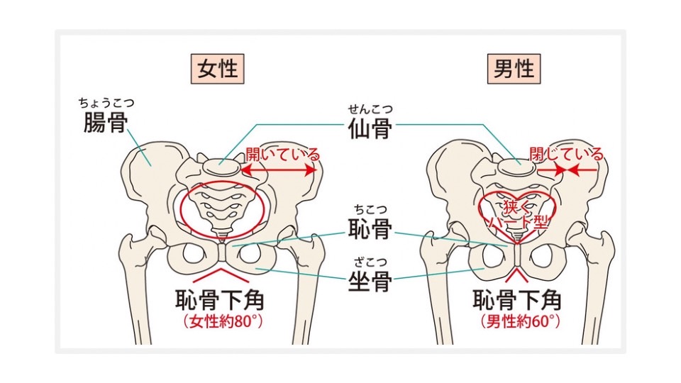 男女の骨盤の比較画像