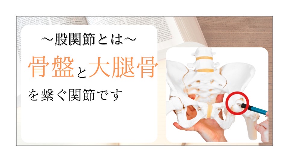 股関節のイメージ画像