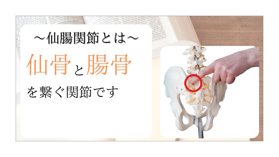 仙腸関節のイメージ画像