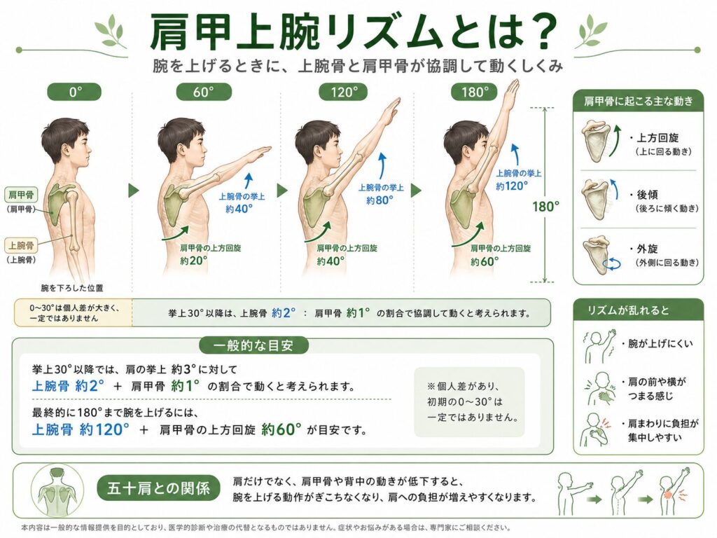 肩甲上腕リズムについての解説