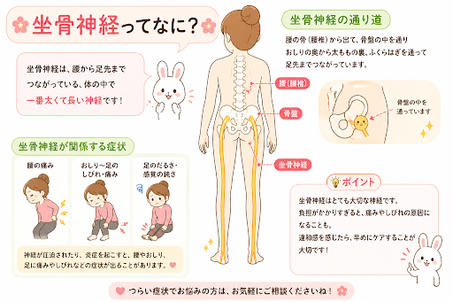 坐骨神経痛に関する説明図