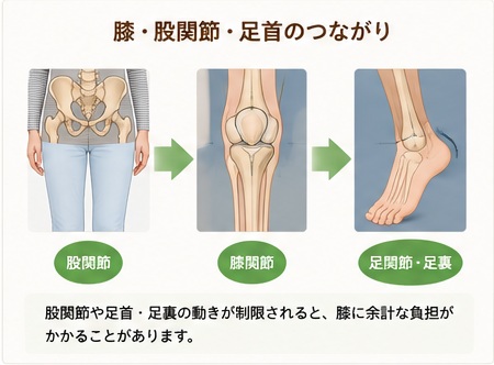 股関節・膝・足首のつながりのイメージ