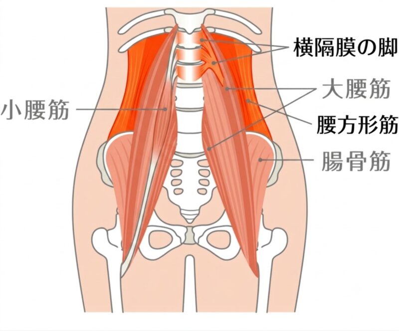 腰椎と股関節につながる大腰筋の位置